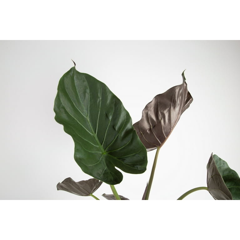 Island Blooms Live Outdoor Alocasia Plant in 1.5 Pint Pot – 15