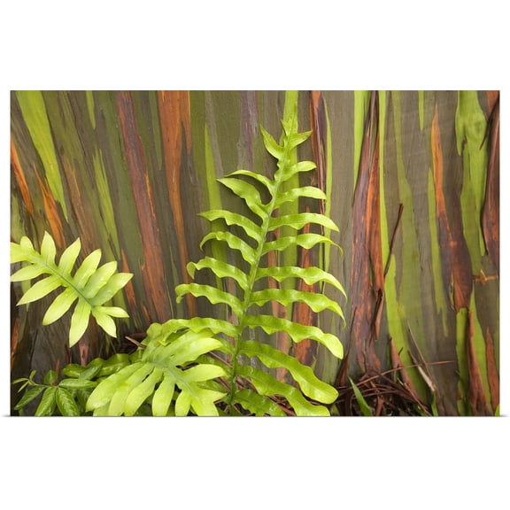 Great BIG Canvas | "Hawaii, Maui, Hana, Fern And Rainbow Eucalyptus Tree" Art Print - 30x20
