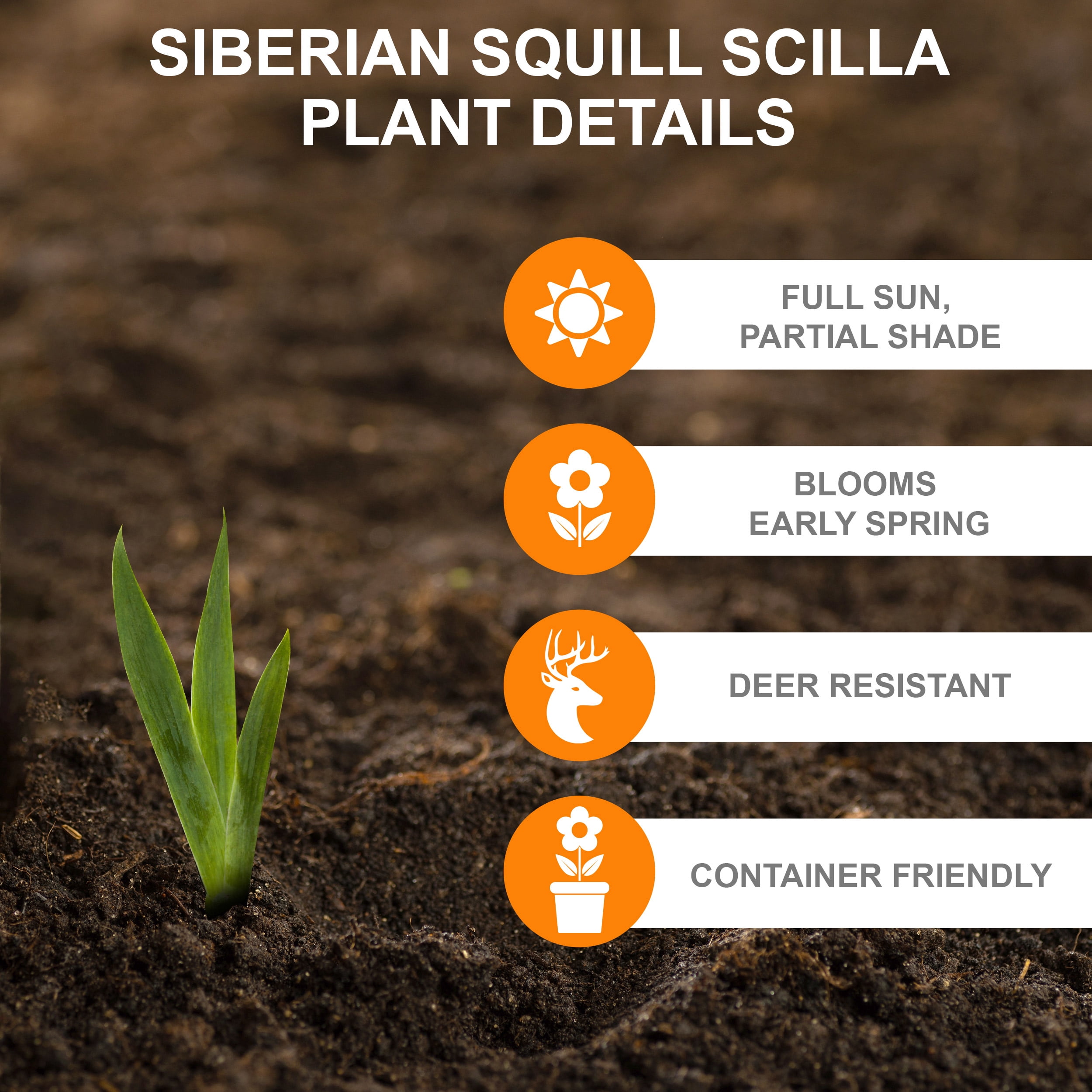 Garden State Bulb Siberian Squill Scilla Flower Bulbs, 7/8cm (Bag of 50)