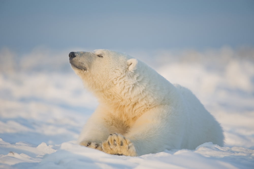Polar bear (Ursus maritimus) young bear rests on the newly frozen pack ice Beaufort Sea off the 1002 area of the Arctic National Wildlife Refuge North Slope Alaska Canvas Art - Steven Kazlowski Desig