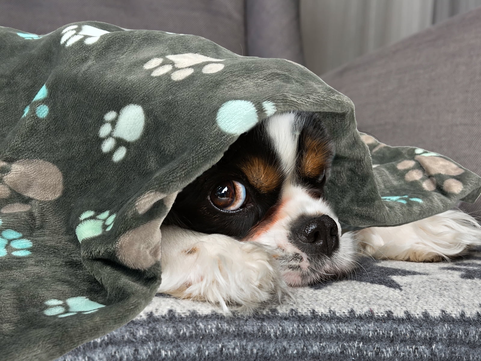 Vehomy 3Pcs Dog Blankets for Medium Dogs Pet Dog Flannel Blankets with Paw Patterns Warm Pet Cat Mat for Dog Bed Kennel Cute Paw Puppy Blanket Quilt Pet Blanket for Kitten Puppy L 27.5"x31.5"