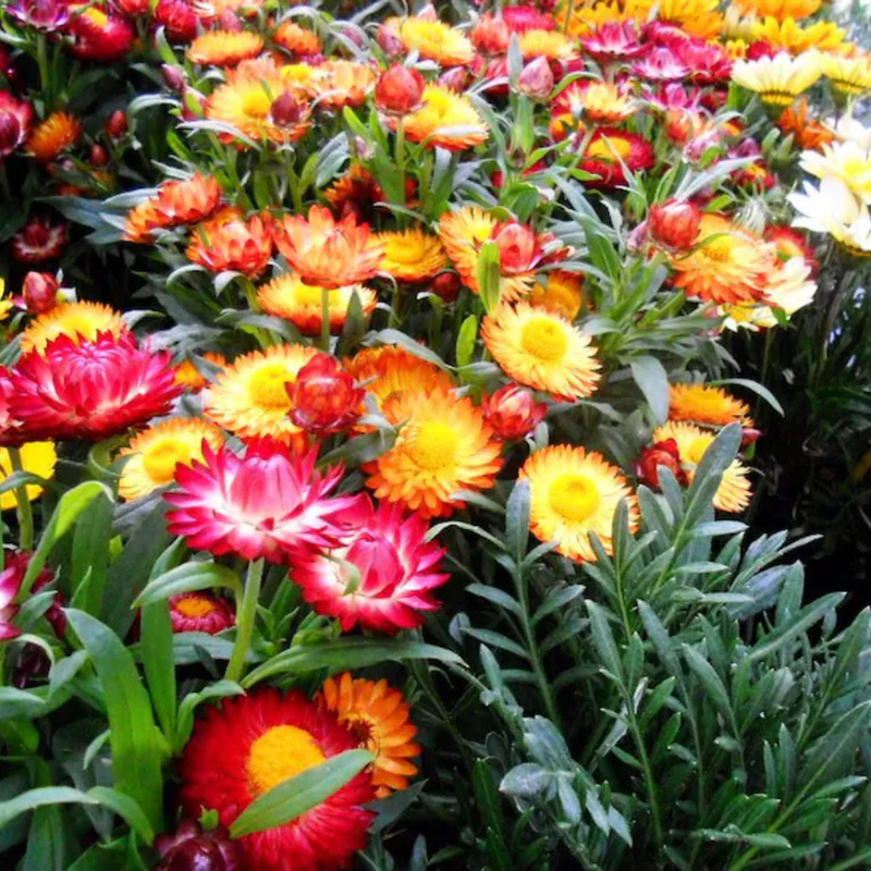100 Strawflower (Dwarf) Seeds, Tom Thumb Mix, Perennial