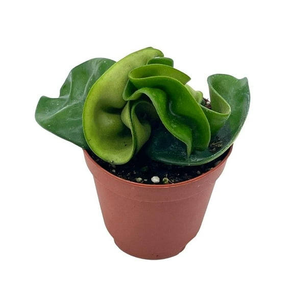 BubbleBlooms Hoya Hindu Rope, Carnosa Compacta, Live Tiny Mini Pixie Plant, in a 2 inch Pot