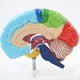 thumbnail image 4 of 2X Hemisferio Derecho del Cerebro Modelo de Cuerpo Humano Educación Modelo de Cerebro 1:1 para Estudiantes Enseñanza Estudio Modelo de Ensamblaje, 4 of 5
