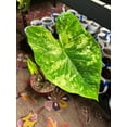 thumbnail image 6 of Blue Buddha Farm: Frog in a Blender Caladium (2 Bulbs) - Easy to Grow Indoor or Outdoor Perennial Plant, 6 of 18