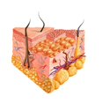 thumbnail image 2 of Detailed cutaway diagram of human skin Poster Print by Leonello Calvetti/Stocktrek Images, 2 of 2