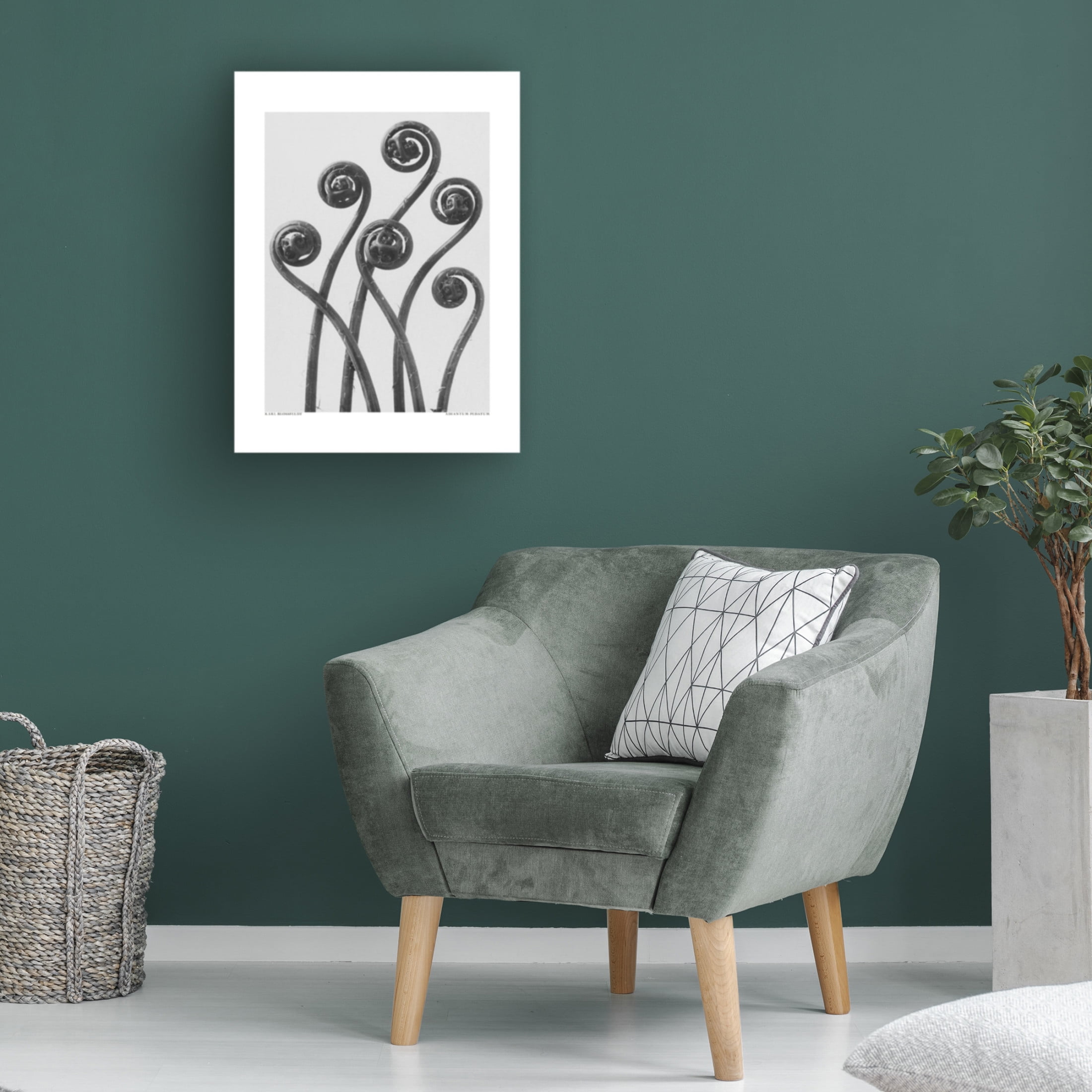 Trademark Fine Art Pictufy Adiantum pedatum Canvas Wall Art