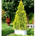thumbnail image 3 of RedCrocus Forever Goldy Arborvitae-Compact Evergreen for Gardens  3 Gallon, 3 of 13