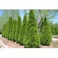 thumbnail image 2 of Daylily Nursery 14" Tall Emerald Green Arborvitae Live Plants with 2.5" Pots (4 Count), 2 of 2