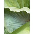 thumbnail image 3 of Jerry, Alison 12x14 Black Modern Framed Museum Art Print Titled - Banana Leaf I, 3 of 5