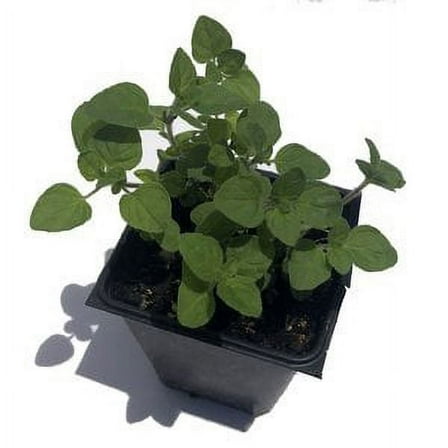 Oregano, Greek Plant, (Origanum vulgare) 2.5 inch pot