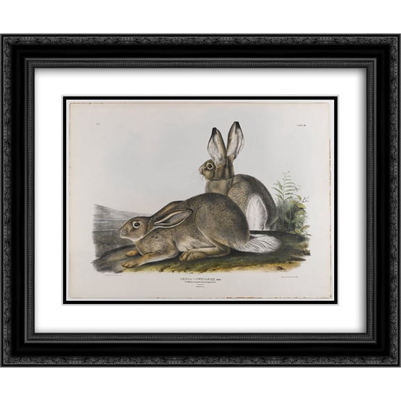 John James Audubon 2x Matted 24x20 Black Ornate Framed Art Print 'Townsend's Rocky Mountain Hare '