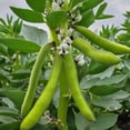 thumbnail image 2 of Windsor Fava Bean Seed, 25 Seeds, Non GMO, Heirloom, Beans used in Soups and Stews. These large, flat beans are renowned for their sweet, nutty flavor and creamy texture., 2 of 5