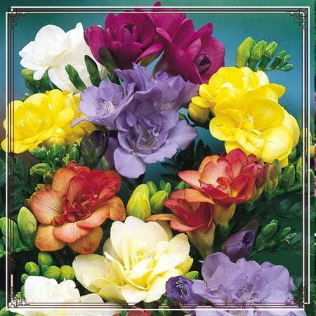

Freesia bulbs exotic floral decoration colorful bulbs beautiful flower bulbs