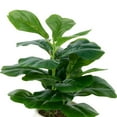 thumbnail image 5 of Anko Artificial Fiddle Plant in Pot, 5 of 5
