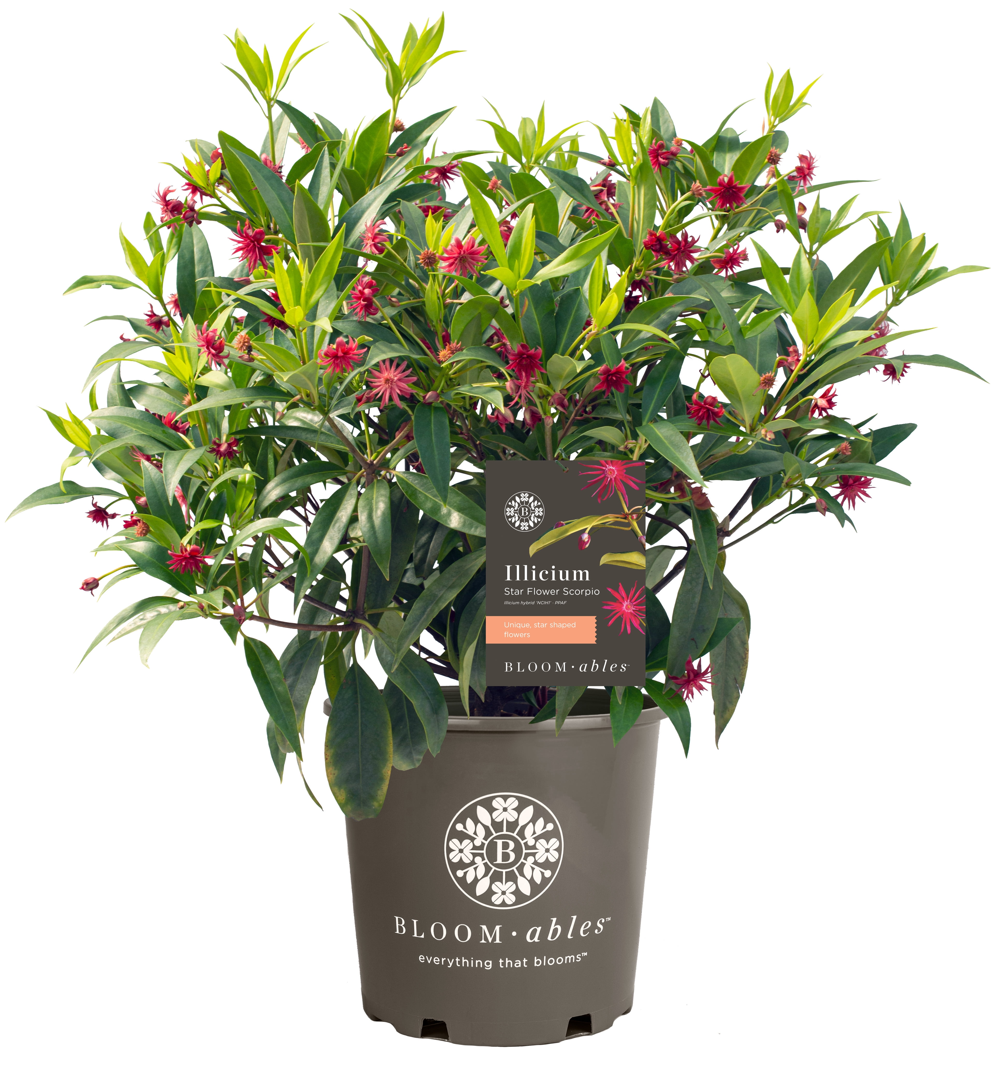 Bloomables® Star Flower Scorpio™ Illicium Red Blooms Live Plant 1