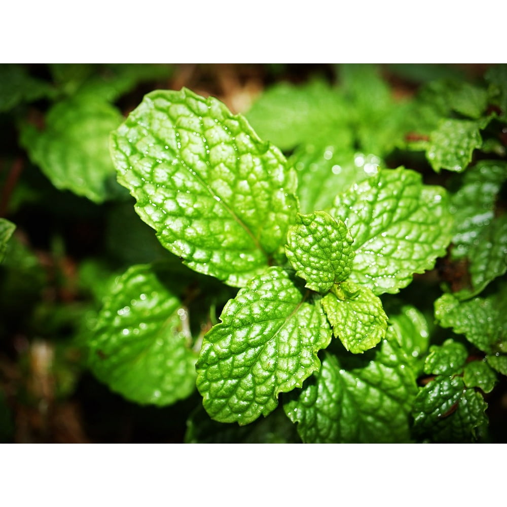 Leaf Fresh Peppermint Spearmint Mint Herb Menthol12 Inch BY 18 Inch