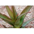 thumbnail image 2 of Greene, Taylor 32x23 Gold Ornate Wood Framed with Double Matting Museum Art Print Titled - Desert Aloe, 2 of 4