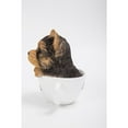 thumbnail image 2 of Hi-Line Gift Ltd. Teacup Yorkshire Terrier Puppy Statue, 2 of 6