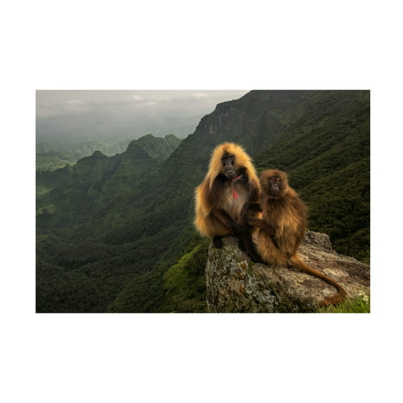Trademark Fine Art Roberto Marchegiani Gelada Baboons 2 Canvas Wall Art - 12x19