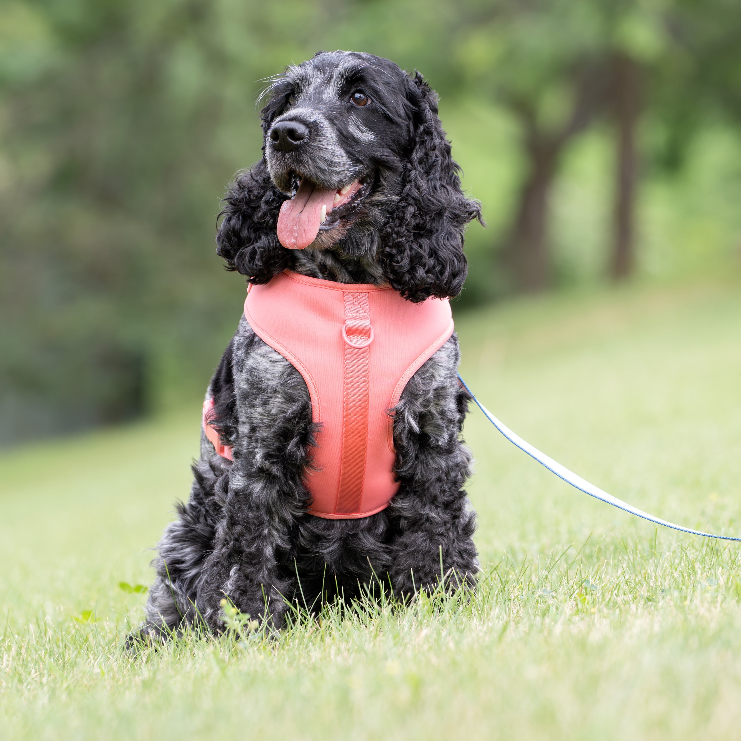 Vibrant Life Polyester and Spandex Adjustable Dog Harness, Pink, Medium