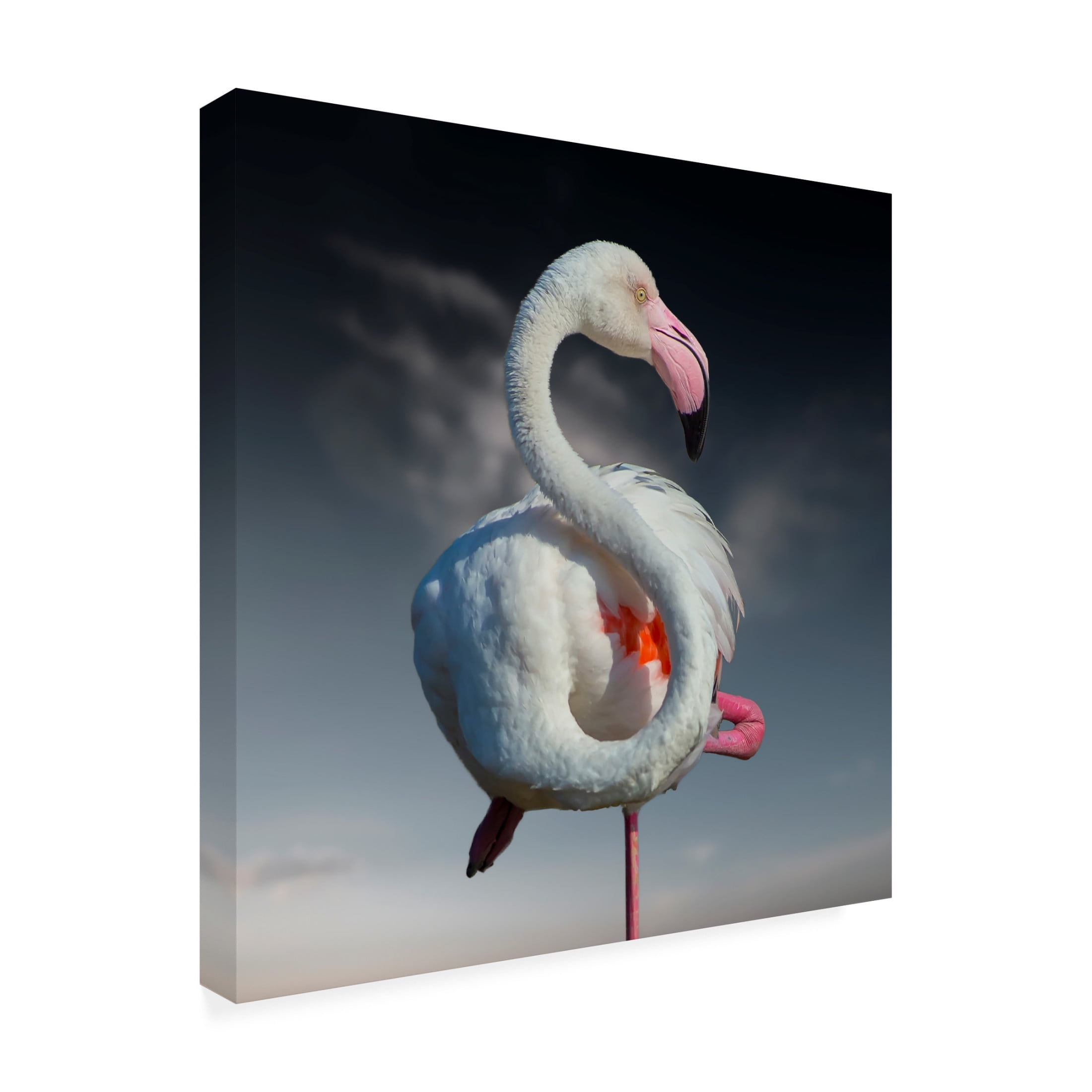 Trademark Fine Art Walter Caterina  In Pink We Trust Canvas Wall Art