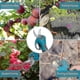 thumbnail image 5 of Makita 18v Electric Cordless Pruning Shears, 5 of 5