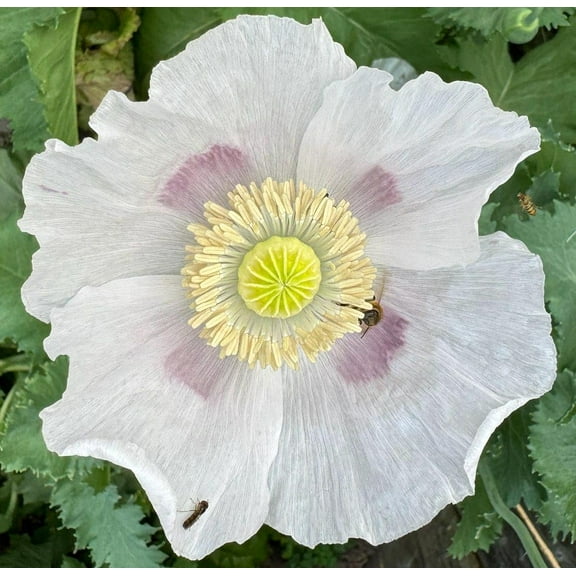 Giant White Poppy Papaver Somniferum Premium Seed Packet C21
