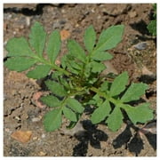 Everwilde Farms - 500 Petite Mix French Marigold Garden Flower Seeds - Gold Vault Jumbo Bulk Seed Packet