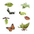 thumbnail image 3 of Butterfly Moth Life Cycle Figures 4 Stages of Butterfly & Moth Biology Cognitive, 3 of 8