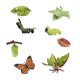 thumbnail image 3 of Modelo de de mariposa polilla juguete modelo realista biología figuritas de animales realistas para proyectos temáticos materi, 3 of 9