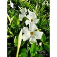thumbnail image 4 of Nature's Way Farms Mandevilla Bella White Live Plant (7-11 in. Tall) in Grower Pot May Ship Without Flowers, 4 of 5