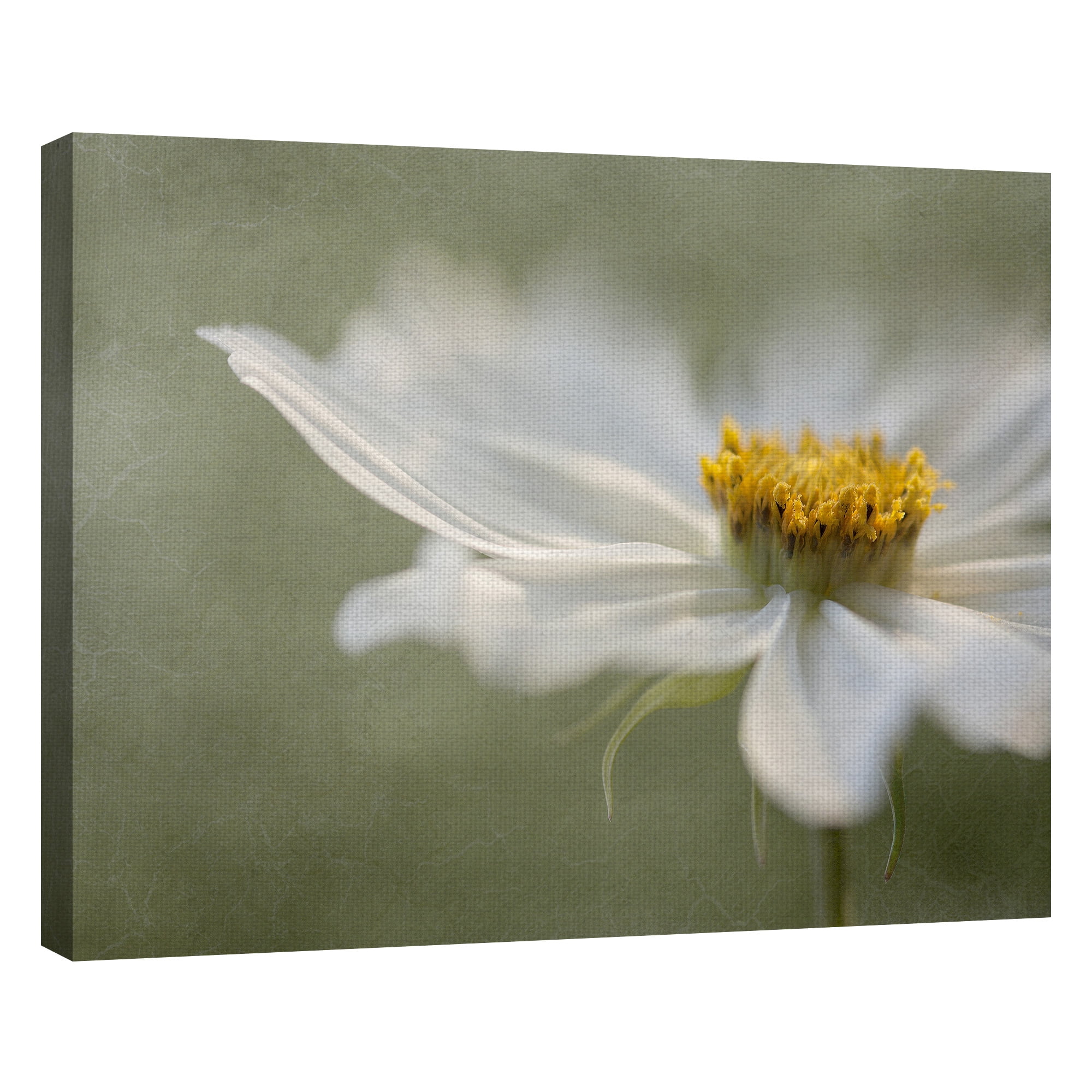 Masterpiece Art Gallery Whisper Of Daisies By Mandy Disher Canvas Art Print 22" x 28"