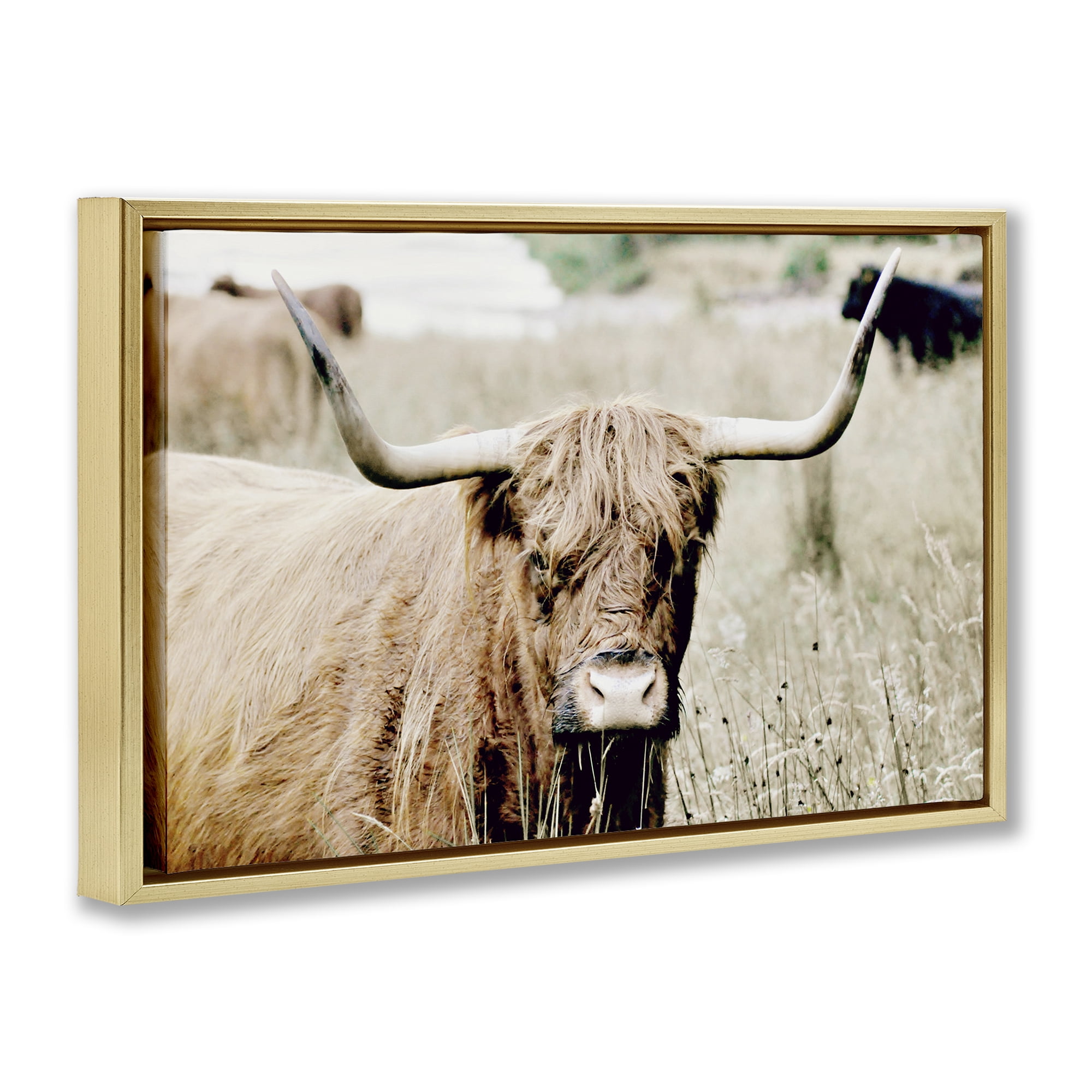 Stupell Industries Highland Cattle in Field Animals & Insects Photography Gold Floater Framed Canvas Art Print Wall Art, 31 x 21