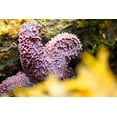 thumbnail image 2 of PLank, Savanah 14x11 Black Ornate Wood Framed with Double Matting Museum Art Print Titled - Alaska-Ketchikan-Sea star (Pisaster orchraceus), 2 of 4