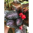 thumbnail image 5 of Purple Rain Episcia - 2 Live Starter Plants in 2 Inch Pots - Beautiful Indoor Air Purifying Plant Flame Violets, 5 of 6