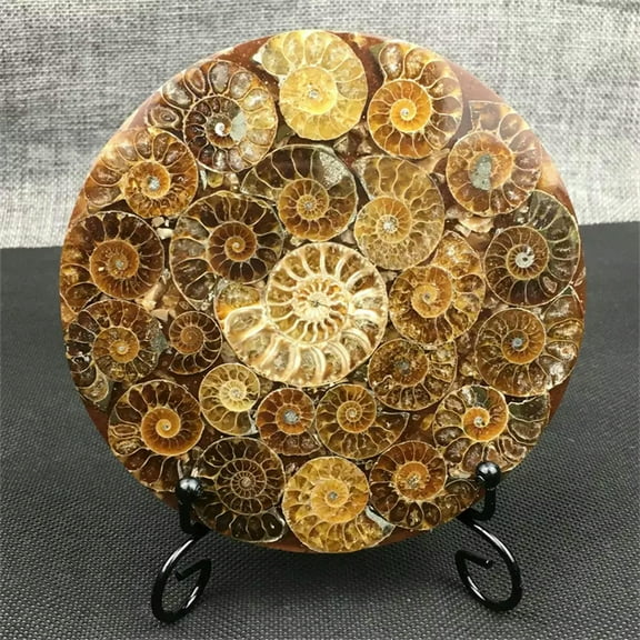 GKNET TOP Natural Ammonite Disc Conch Specimen Healing Stand 1PC