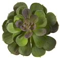 thumbnail image 3 of 6??Écheveria Succulente (Lot de 12), 3 of 5