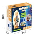 thumbnail image 2 of HLONK Kids Human Body Model with Removable Organs And Learning Booklet, 2 of 8