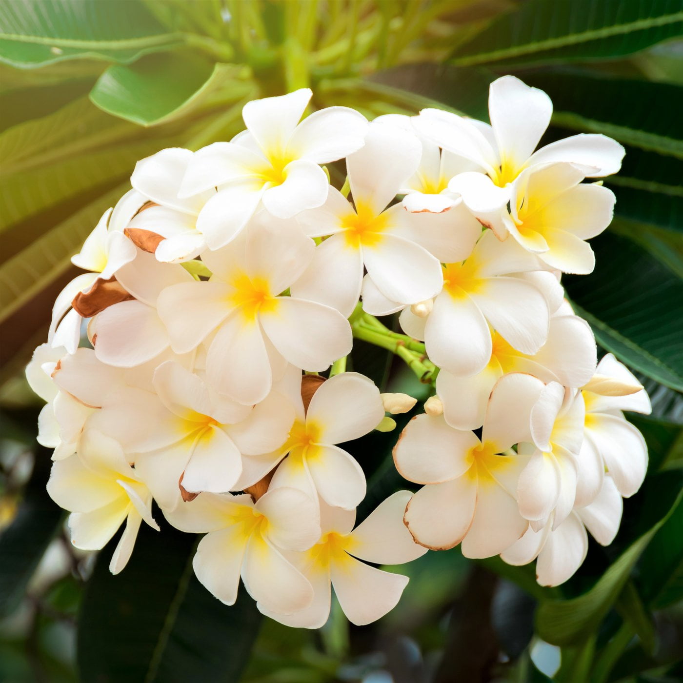 White Live Plumeria Frangipani Plant Cutting 1 Pk  9'- 12' Long