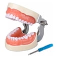 thumbnail image 1 of Medical Modelo De Dientes 32 Dientes Dentales Modelo Dientes, 1 of 6