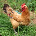 thumbnail image 2 of TIELUTT Chicken Soft Cloth Chicken for Hens Printed Double Chicken Saddle with Elastic Pet Clothes Rack Hanger Pet Clothes Closet Pet Clothes Rack Pet Clothes for Small Dogs Girl Pet Clothes Hangers, 2 of 4
