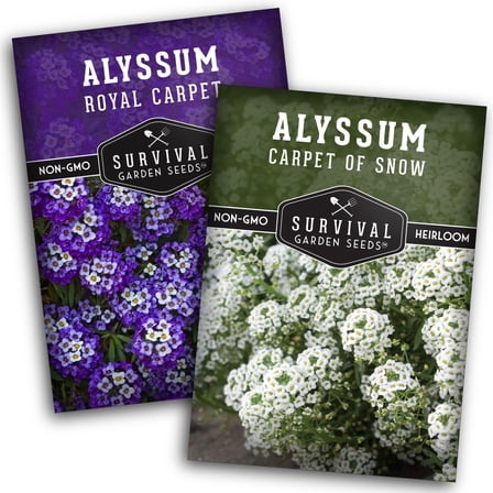 Sweet Alyssum Seeds for Planting – 2 Varieties | Purple Royal Carpet & White Carpet of Snow Annual Flowers
