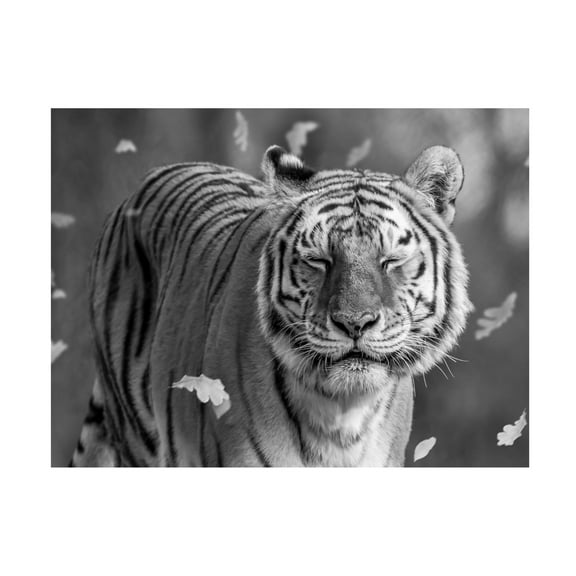 Trademark Fine Art Ozan AKTAS  Tiger in The Motion Canvas Wall Art