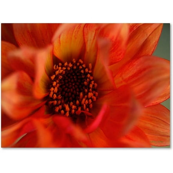 Trademark Fine Art "Fiery Dahlia" Canvas Art by Kathy Yates
