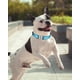 thumbnail image 2 of Collar para perros TagMe reflectante de nailon ajustable para perros pequeños, 2 of 7