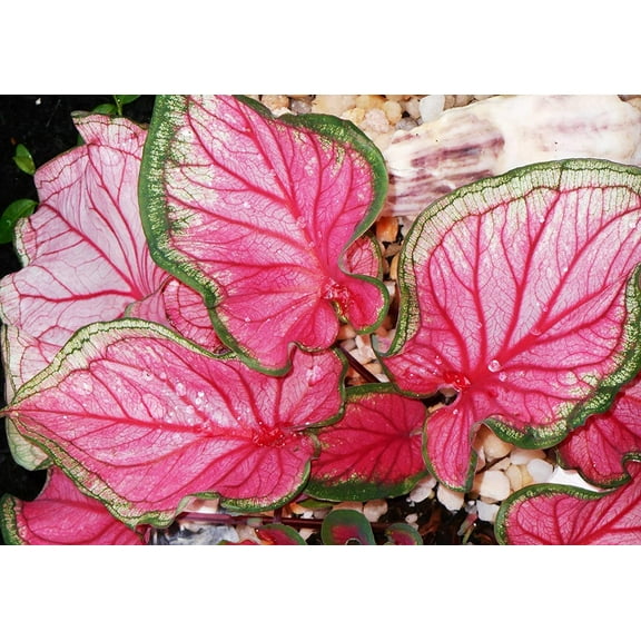 Fancy Caladium Bulbs for Planting (2 Bulbs) - Easy & Fast Growing Indoor or Outdoor Plants (Florida Sweetheart)