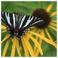 thumbnail image 3 of Everwilde Farms - 1/4 lb Bushs Coneflower Native Wildflower Seeds - Gold Vault Bulk Seed Packet, 3 of 3