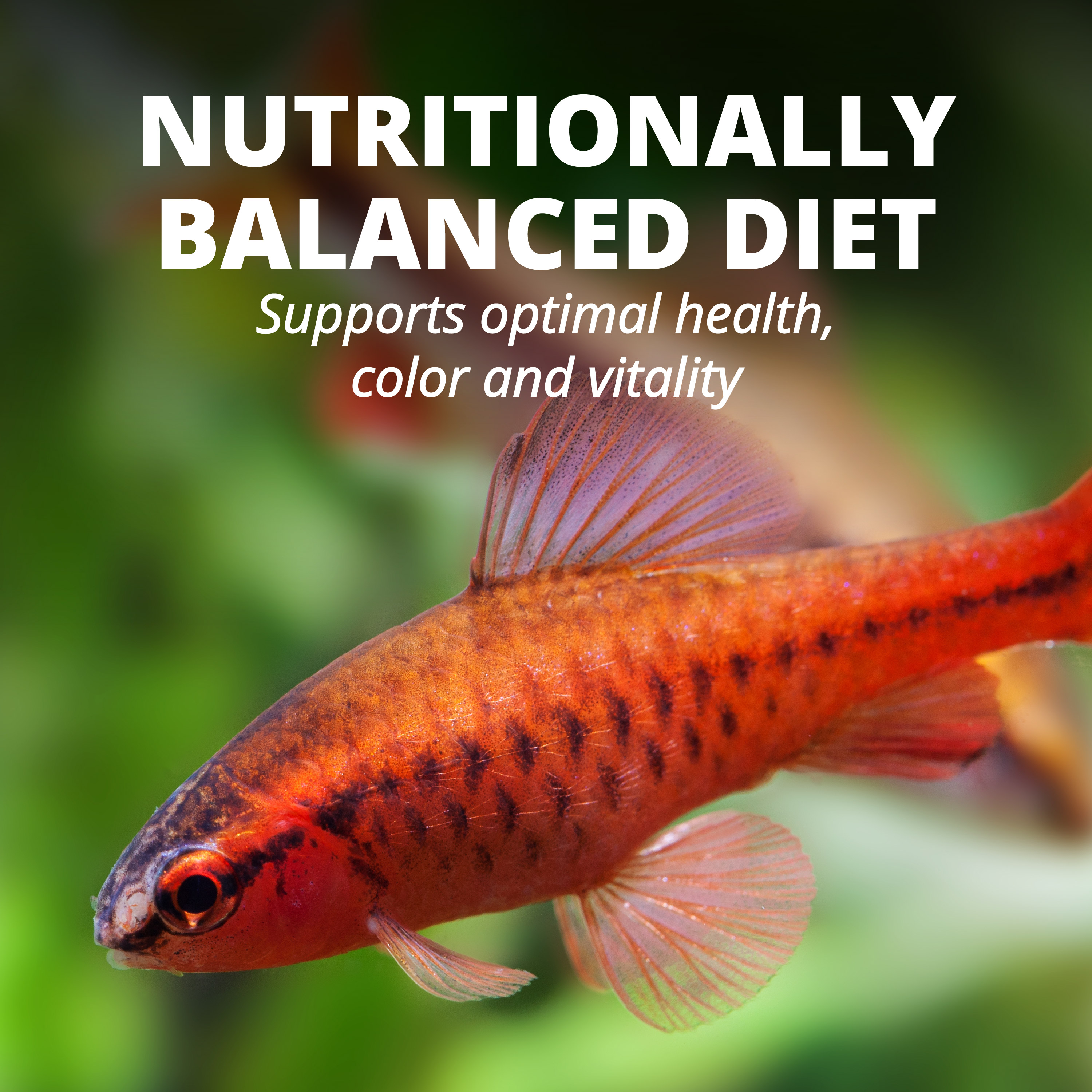 Tetra Color Tropical Flakes Fish Food, Clear Water Formula photo 7