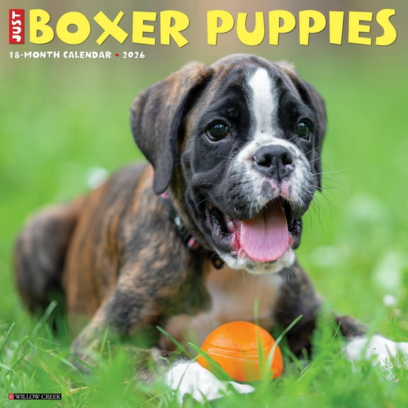 Boxer Puppies 2026 Wall Calendar